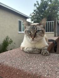 Reunited Male Cat last seen Rosecrans Ave and Bellflower, Bellflower, CA 90706