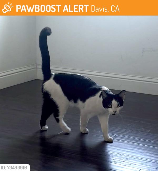 Found/Stray Male Cat last seen Near drummond ave, Davis, CA 95618