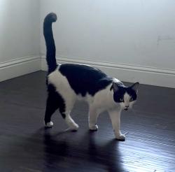 Found/Stray Male Cat last seen Near drummond ave, Davis, CA 95618