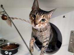Shelter Stray Female Cat last seen Apt 1, Hendricks Avenue, STATEN ISLAND, NY, 10301, 3139 Veterans Rd W, Staten Island, NY 10309, USA
