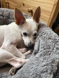 Reunited Male Dog last seen east river rd, Fridley, MN 55432