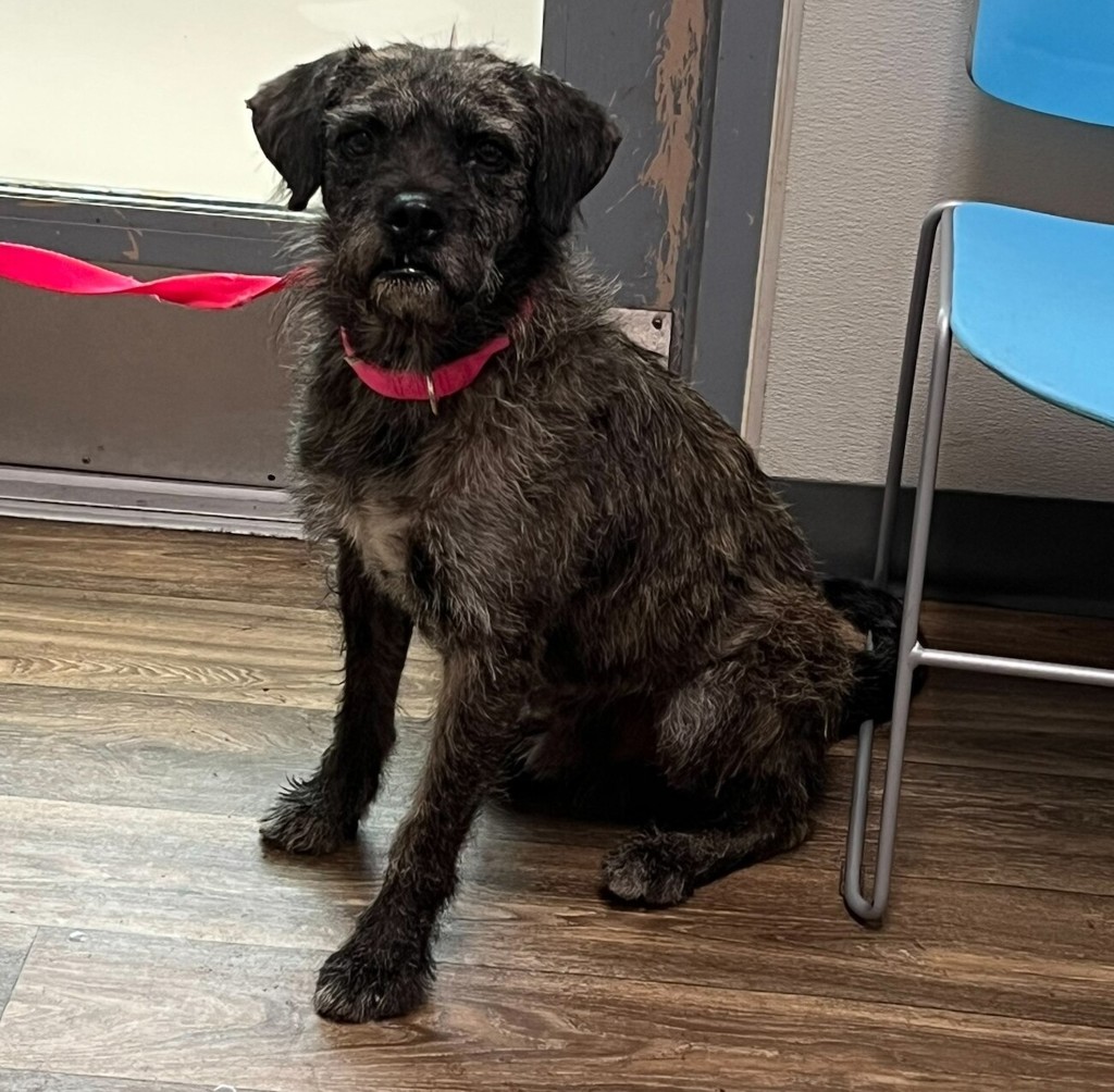 Shelter Stray Male Dog last seen Near Logan Avenue, San Diego, CA, 92113, 5500 Gaines St, San Diego, CA 92110, USA