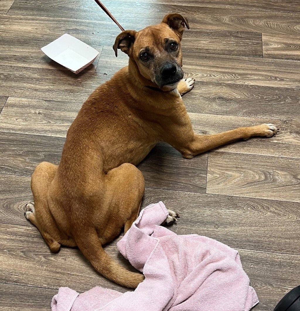 Shelter Stray Female Dog last seen Near Logan Avenue, San Diego, CA, 92113, 5500 Gaines St, San Diego, CA 92110, USA