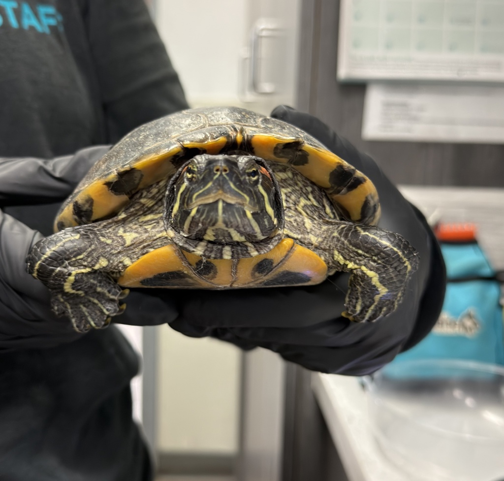 Shelter Stray Male Reptile last seen Near Glenhaven Street, San Diego, CA, 92123, 5500 Gaines St, San Diego, CA 92110, USA