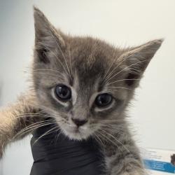 Shelter Stray Female Cat last seen Near Taussig Street, San Diego, CA, 92124, 5500 Gaines St, San Diego, CA 92110, USA