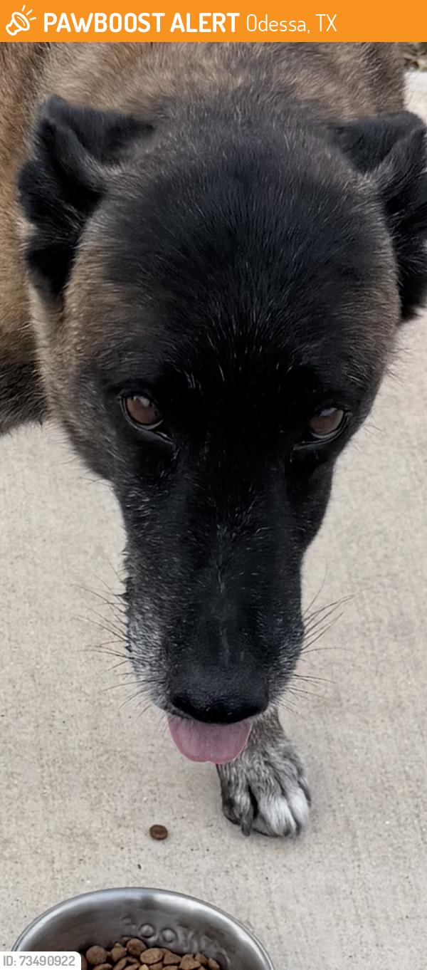 Found/Stray Female Dog last seen 94th St odessa, Odessa, TX 79765