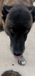 Found/Stray Female Dog last seen 94th St odessa, Odessa, TX 79765