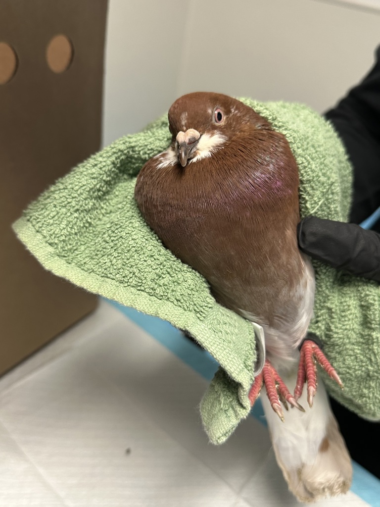 Shelter Stray Unknown Bird last seen Tourmaline, San Diego, CA, 92109, 5500 Gaines St, San Diego, CA 92110, USA