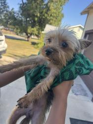 Reunited Male Dog last seen pemberton street, White Settlement, TX 76108