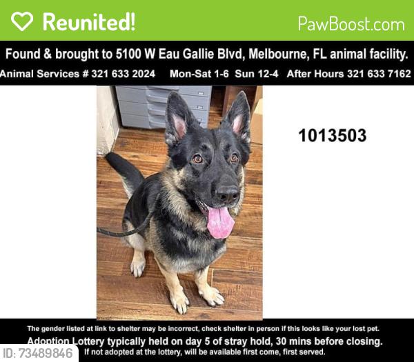 Reunited Male Dog last seen Wickham park, Melbourne, FL 32935