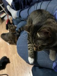 Reunited Male Cat last seen Kimball ave and mile sq rd, Yonkers, NY 10704