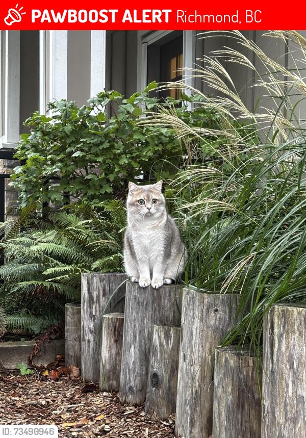 Lost Male Cat last seen Paulik neighborhood park, Richmond, BC 
