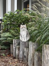 Lost Male Cat last seen Paulik neighborhood park, Richmond, BC 