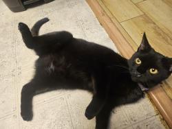 Reunited Female Cat last seen S Hacienda Blvd., Hacienda Heights, CA 91745