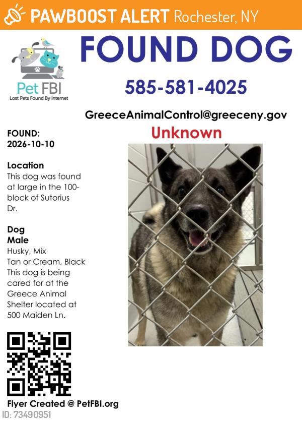 Found/Stray Male Dog last seen 100-block Sutorius Dr, Rochester, NY 14616