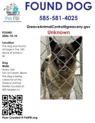 Found/Stray Male Dog last seen 100-block Sutorius Dr, Rochester, NY 14616