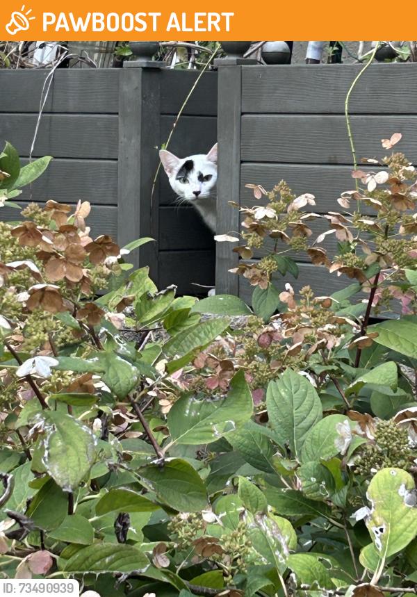 Found/Stray Unknown Cat last seen Burr Place and Potter Place, Weehawken, NJ, Weehawken Township, NJ 07086