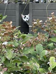 Found/Stray Unknown Cat last seen Burr Place and Potter Place, Weehawken, NJ, Weehawken Township, NJ 07086