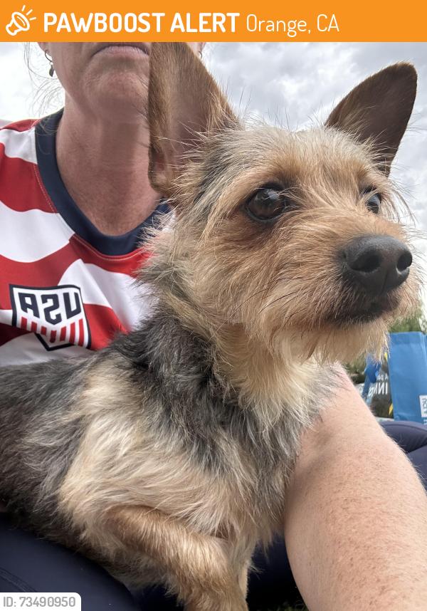 Found/Stray Male Dog last seen Glassel and lincoln, Orange, CA 92865