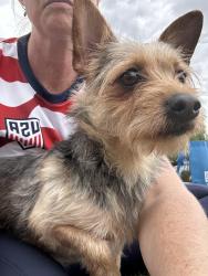 Found/Stray Male Dog last seen Glassel and lincoln, Orange, CA 92865