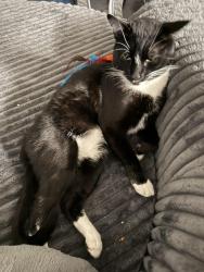 Reunited Male Cat last seen Boothe grove and tupelo hollow, San Antonio, TX 78254
