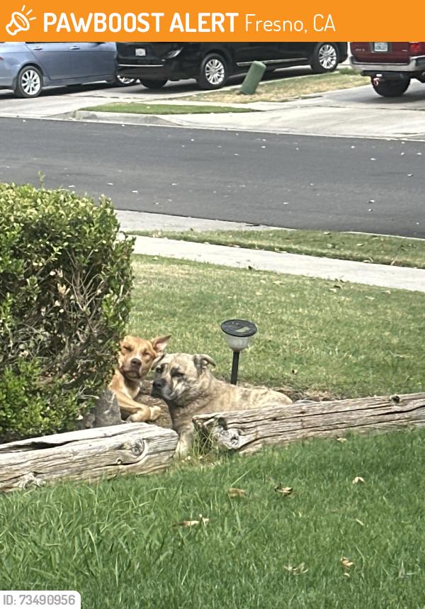 Found/Stray Unknown Dog last seen Sitting on a yard, Fresno, CA 93727