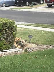 Found/Stray Unknown Dog last seen Sitting on a yard, Fresno, CA 93727