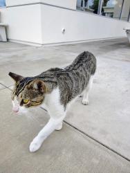 Found/Stray Unknown Cat last seen In & Out (Restaurant Patio), Imperial Beach, Imperial Beach, CA 91932