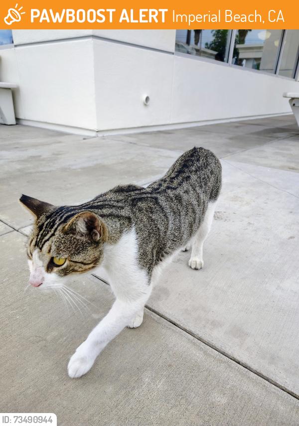 Found/Stray Unknown Cat last seen In & Out (Restaurant Patio), Imperial Beach, Imperial Beach, CA 91932