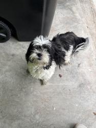 Reunited Unknown Dog last seen Ellis and Scholar Dr, Durham, NC 27703