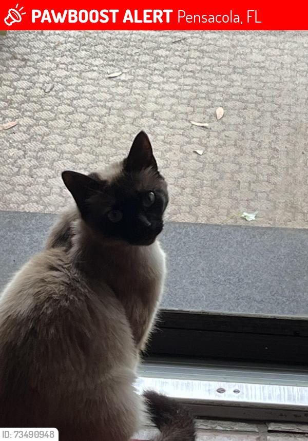 Lost Female Cat last seen Olive Road and Deborah Drive, Pensacola, FL 32514