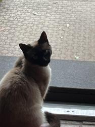 Lost Female Cat last seen Olive Road and Deborah Drive, Pensacola, FL 32514