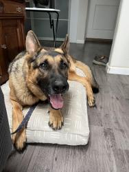 Reunited Unknown Dog last seen Highway 8 on-ramp at 2nd street, El Cajon, CA 92021