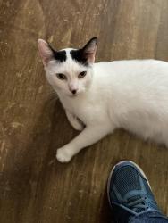Lost Female Cat last seen Post Office, Harlingen, TX 78550