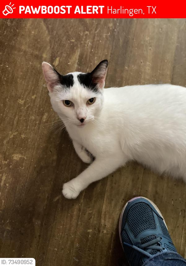 Lost Female Cat last seen Post Office, Harlingen, TX 78550