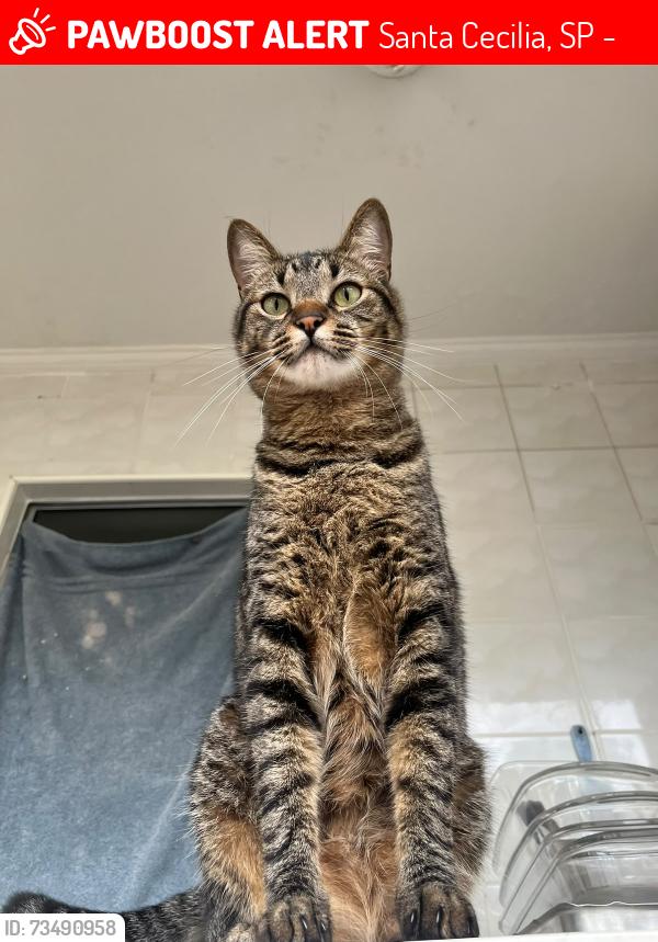 Lost Male Cat last seen Av. São João, com rua alameda nothman, Santa Cecilia, SP 01211-100