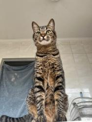 Lost Male Cat last seen Av. São João, com rua alameda nothman, Santa Cecilia, SP 01211-100