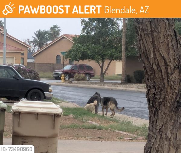 Found/Stray Unknown Dog last seen Backside of Golf Ranch Golf course, Glendale, AZ 85305