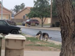 Found/Stray Unknown Dog last seen Backside of Golf Ranch Golf course, Glendale, AZ 85305