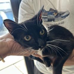 Shelter Stray Female Cat last seen , 124 Evergreen Ave, Newark, NJ 07114, USA