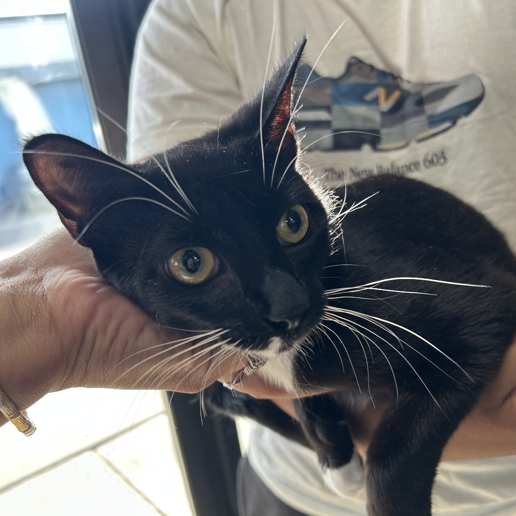 Shelter Stray Female Cat last seen , 124 Evergreen Ave, Newark, NJ 07114, USA