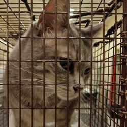 Shelter Stray Female Cat last seen , 157 W Grand Ave, Chicago, IL 60654, USA