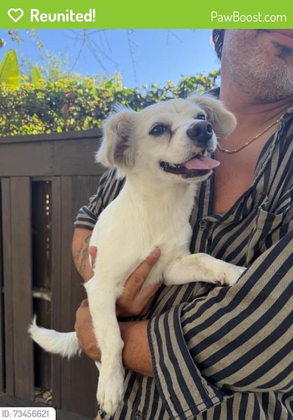 Reunited Male Dog last seen Near the Silver Lake Meadow, Los Angeles, CA 90039