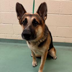 Shelter Stray Male Dog last seen , 2350 Appling City Cove, Memphis, TN 38133, USA