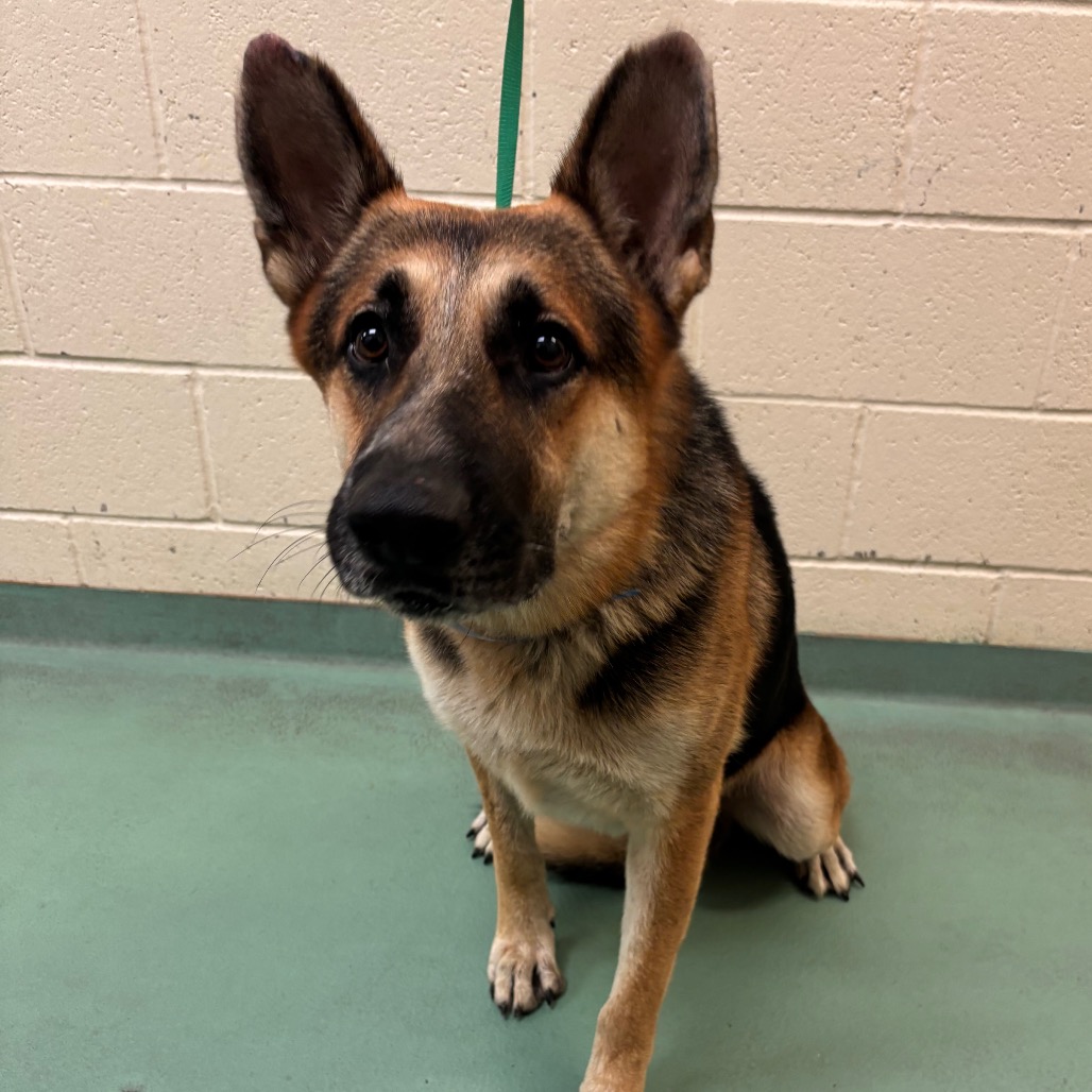 Shelter Stray Male Dog last seen , 2350 Appling City Cove, Memphis, TN 38133, USA