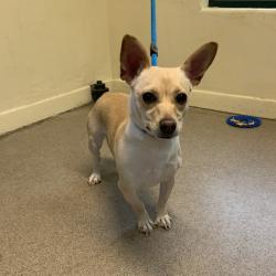 Shelter Stray Female Dog last seen , 361 S Raymond Ave, Pasadena, CA 91105, USA