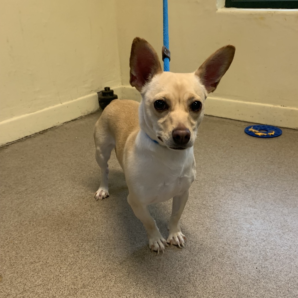 Shelter Stray Female Dog last seen , 361 S Raymond Ave, Pasadena, CA 91105, USA