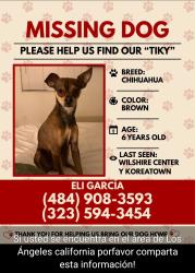 Lost Male Dog last seen Western Blvd. And melrose, Los Angeles, CA 90038