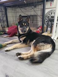 Reunited Male Dog last seen S King Rd, San Jose, CA, USA, San Jose, CA 95122