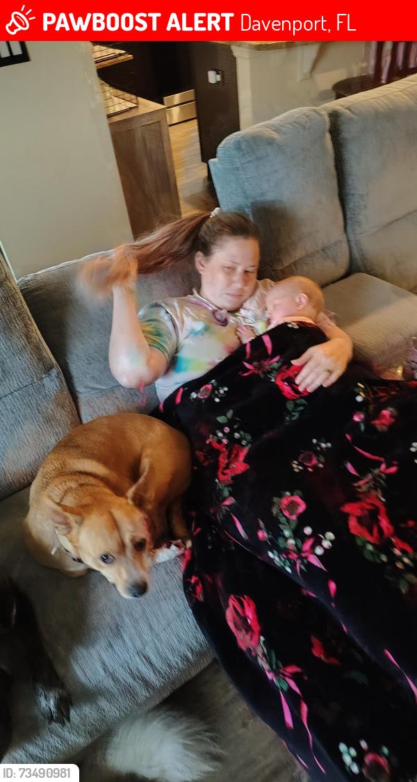 Lost Female Dog last seen Orchid rd Davenport, Davenport, FL 33837